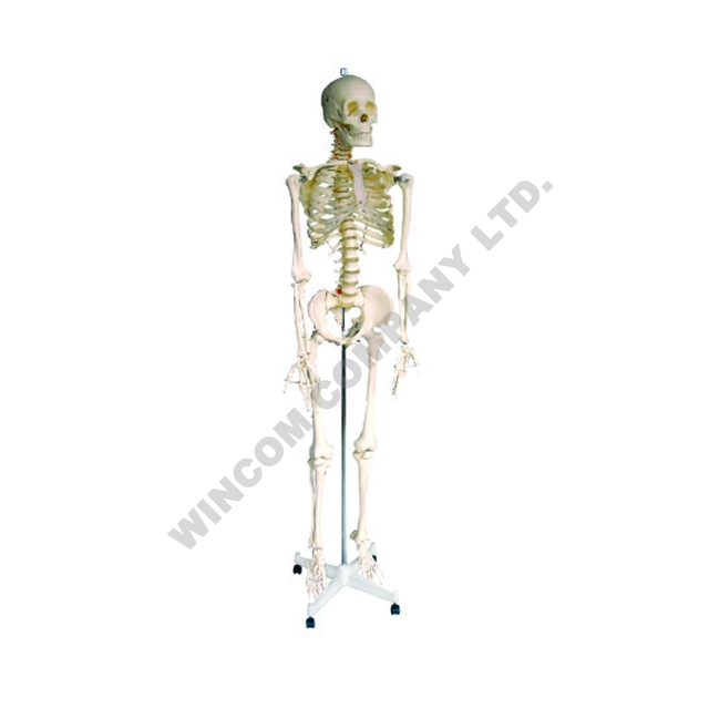 人体骨骼LM1001