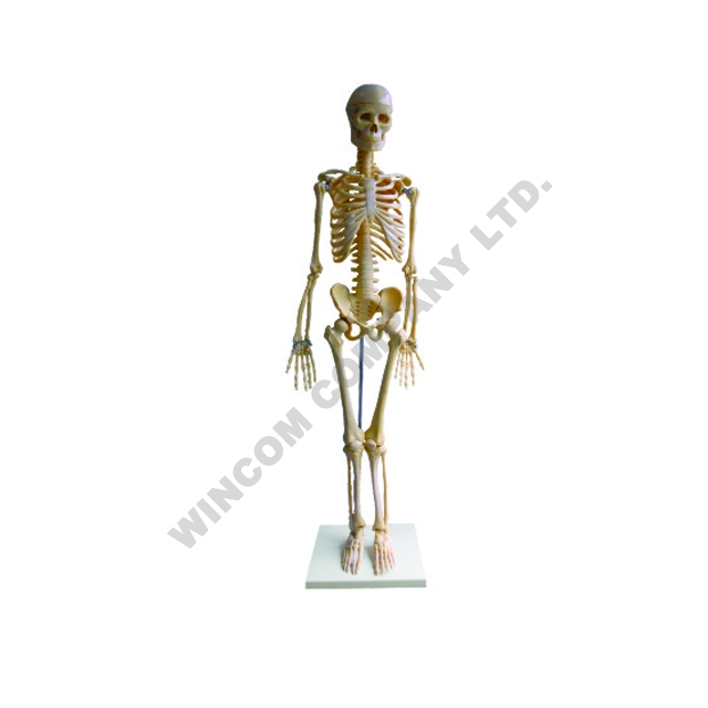 人体骨骼LM1006