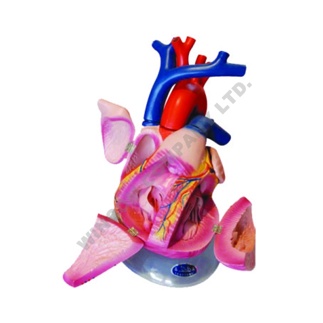 心脏解剖模型LM1161