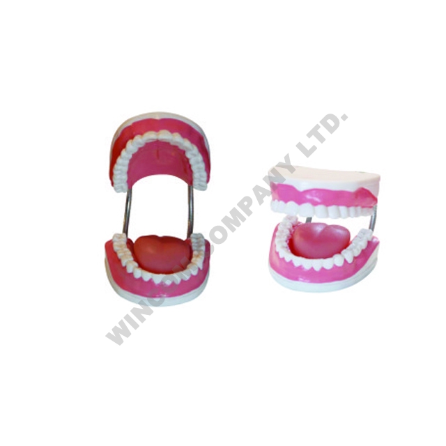 牙齿护理模型LM1111