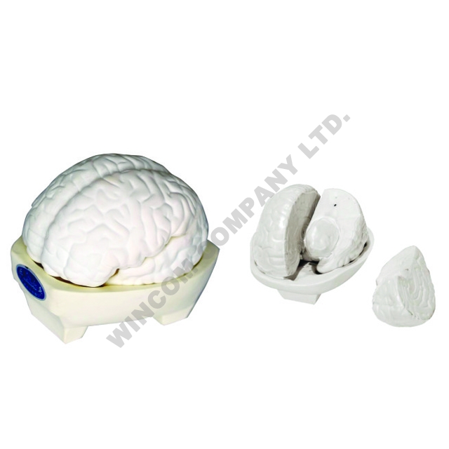 脑模型3部分LM1225