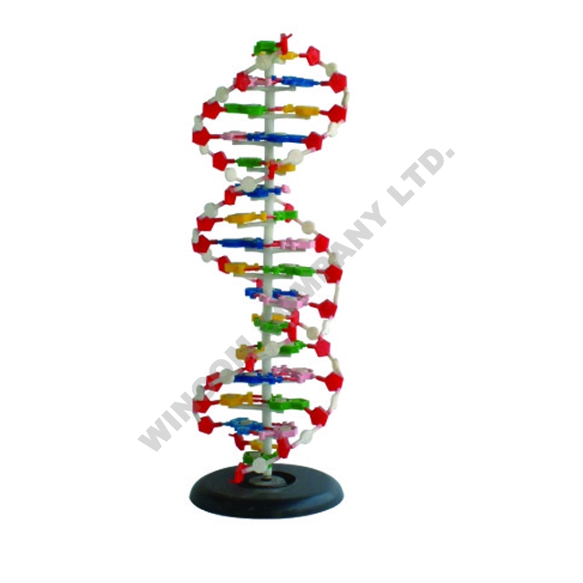 DNA模型1部分LM2032